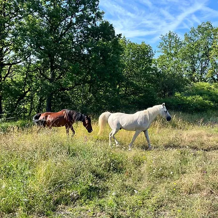 ゲストハウス Domaine D Arcadie Montaigu-de-Quercy